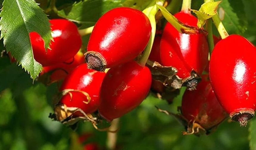 Kuşburnunun Gücünü Biliyor musunuz?