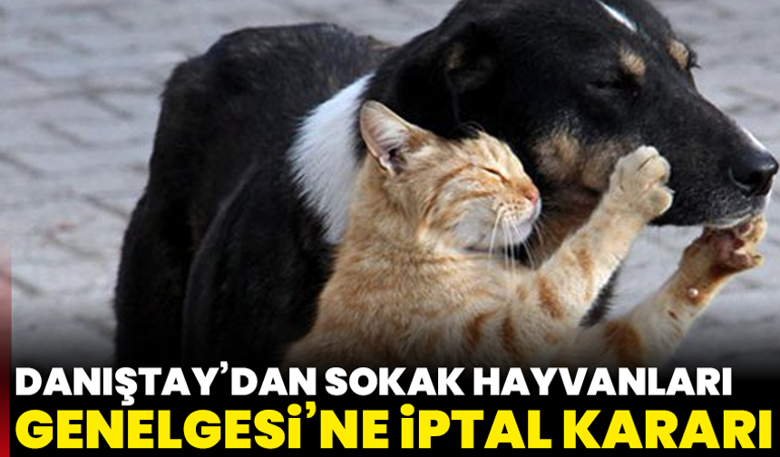 Danıştay’dan Sokak Hayvanları Genelgesi’ne İptal Kararı