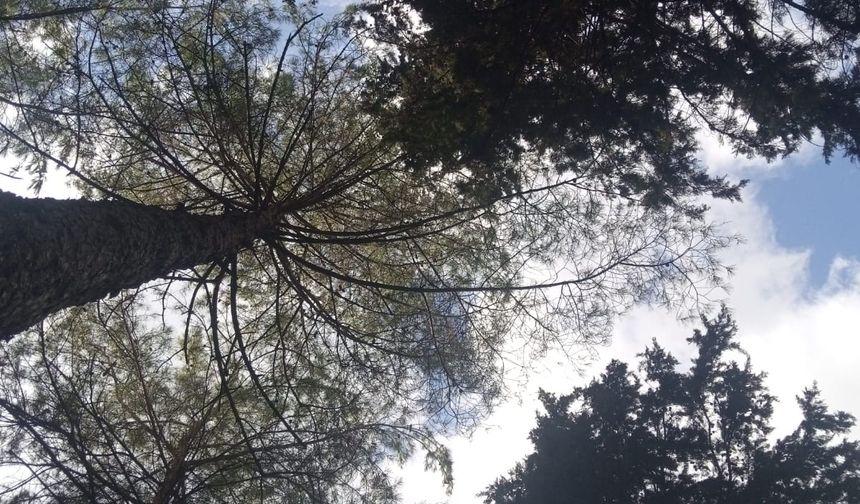 Spil’de sonbahar tablosu oluştu