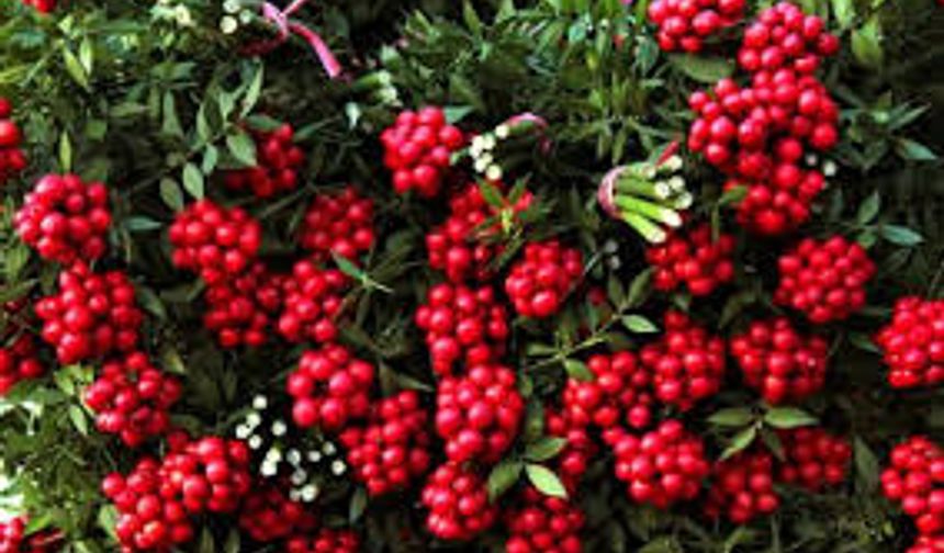 Kokina çiçeğini uzun süre canlı tutmanın yolu: Uzun ömür bu detaylarda saklı!