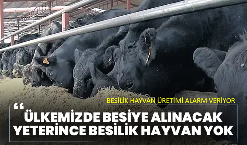 Besilik hayvan üretimi alarm veriyor :‘’Ülkemizde besiye alınacak yeterince besilik hayvan yok’’