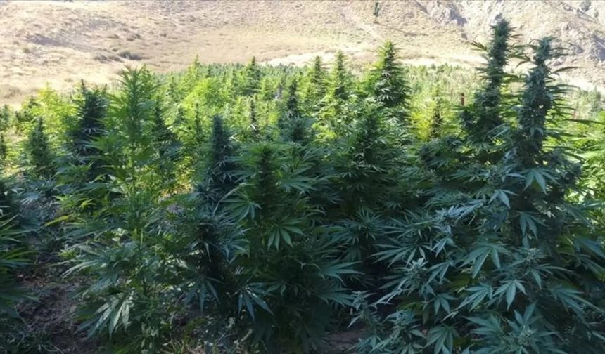 Kenevir yetiştiriciliğinde yeni karar: 21 ilde üretime izin çıktı