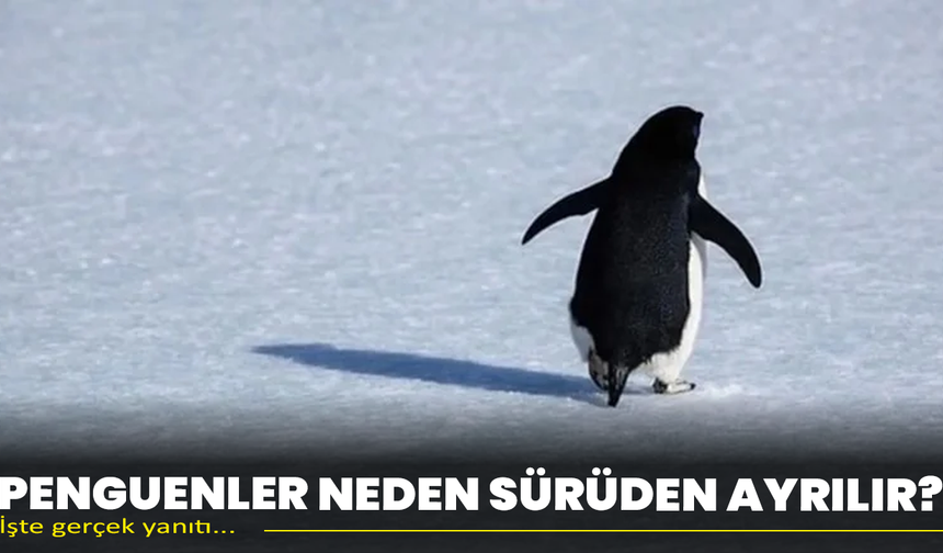 Penguenler neden sürüden ayrılır? İşte bilimsel yanıtı