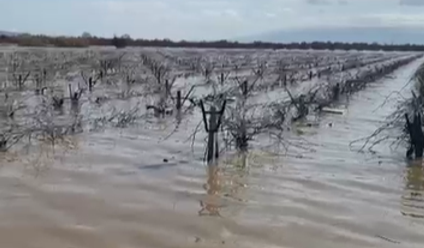 Nif çayı taştı, Gediz ovasında bağlar sular altında kaldı