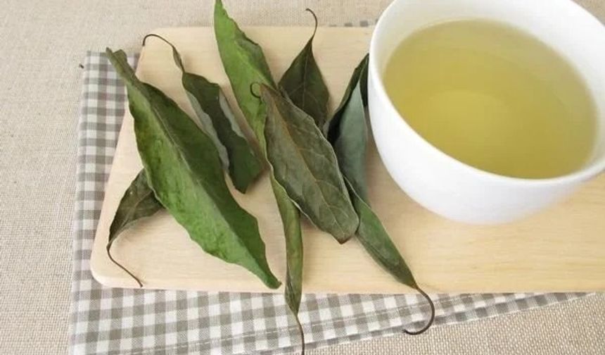 Avokadonun asıl cevheri yaprağında: Kaynatıp içen faydasını görüyor