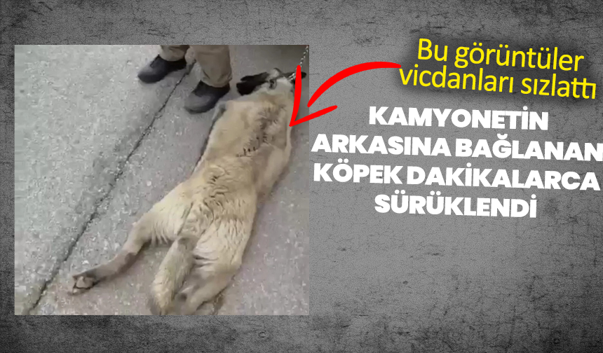 Kamyonetin arkasına bağlanan köpek dakikalarca sürüklendi