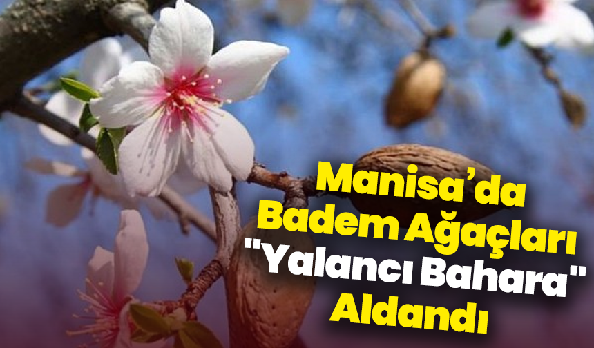 Manisa’da Badem Ağaçları "Yalancı Bahara" Aldandı