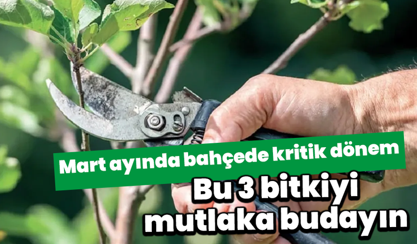 Mart ayında bahçede kritik dönem: Bu 3 bitkiyi mutlaka budayın