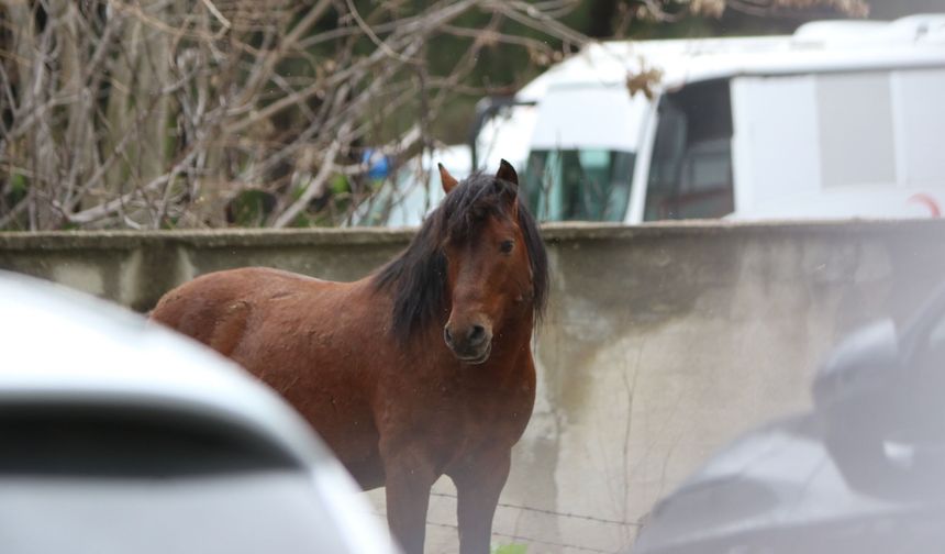 Manisa’da yılkı atları şehir hayatının bir parçası oldu