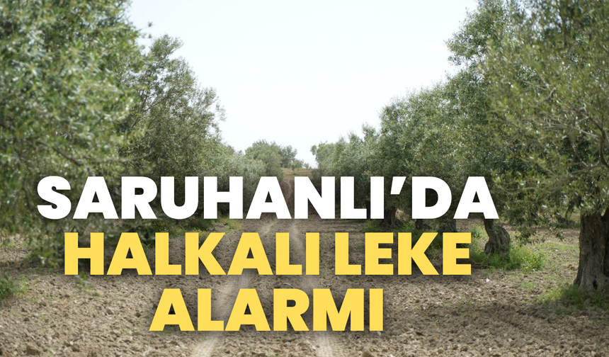 Saruhanlı’da Zeytin Halkalı Leke hastalığı alarmı