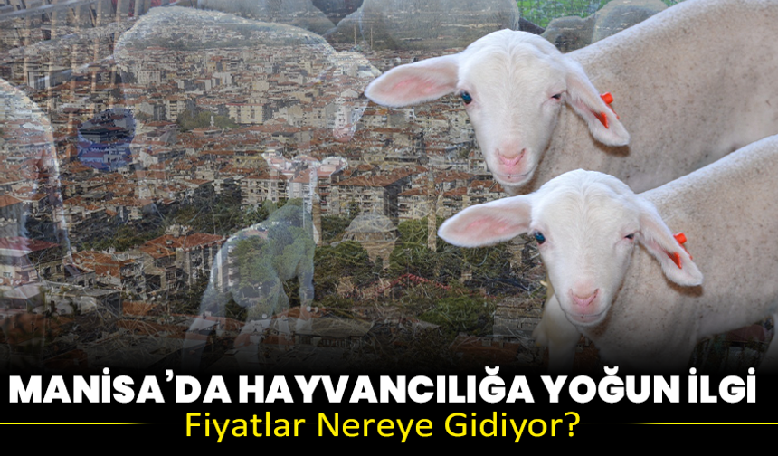 Manisa’da Hayvancılığa Yoğun İlgi: Fiyatlar Nereye Gidiyor?