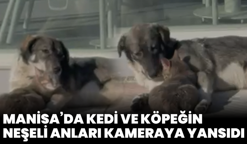 Manisa’da Kedi Ve Köpeğin Neşeli Anları Kameraya Yansıdı