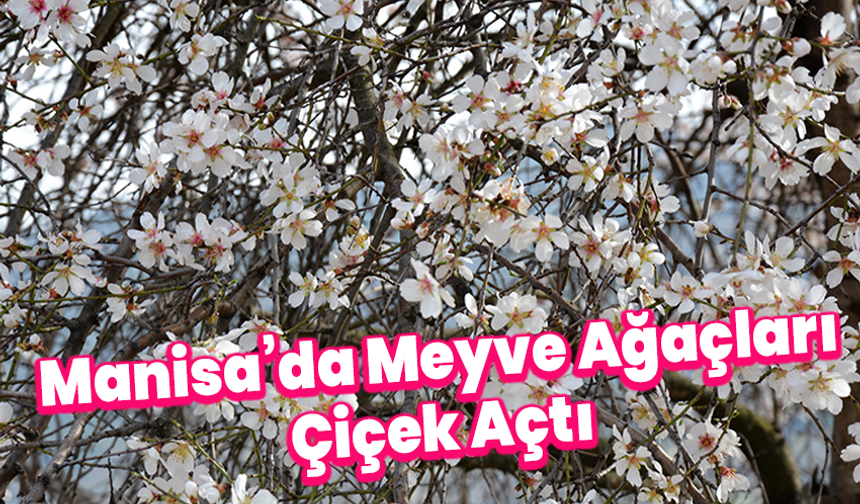 Turgutlu Ovası’nda meyve ağaçları çiçek açtı