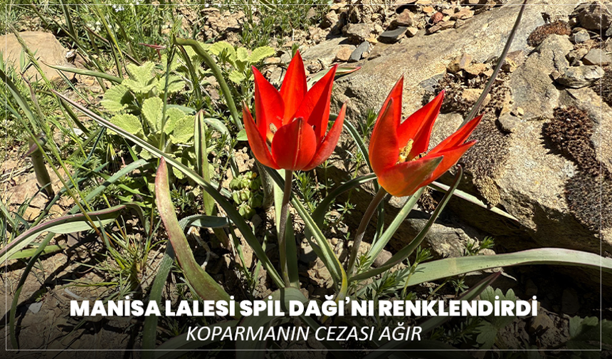 Manisa Lalesi Spil Dağı’nı renklendirdi: Koparmanın cezası ağır