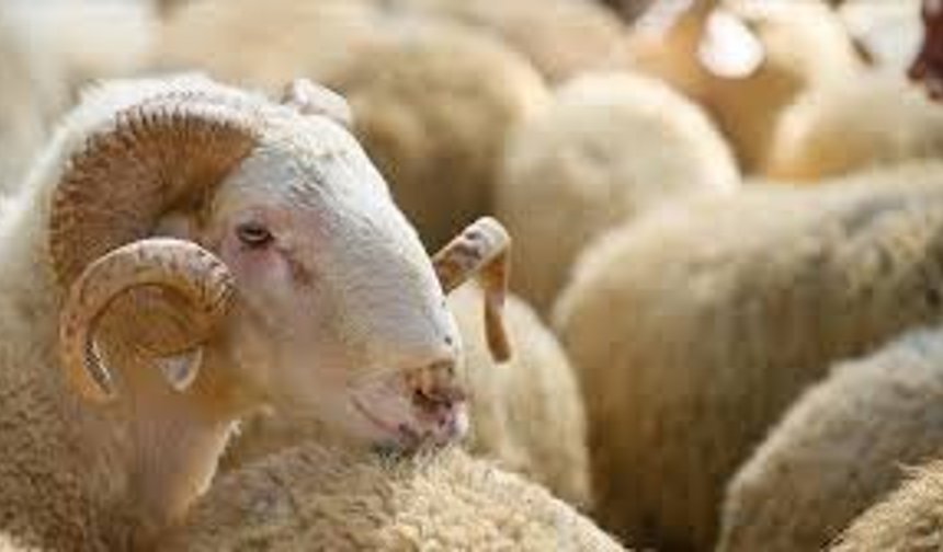 Vekaletle Kurban Kesim Bedeli Belli Oldu