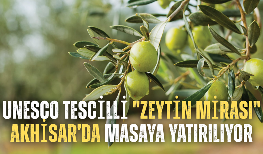 UNESCO Tescilli "Zeytin Mirası" Akhisar’da Masaya Yatırılıyor