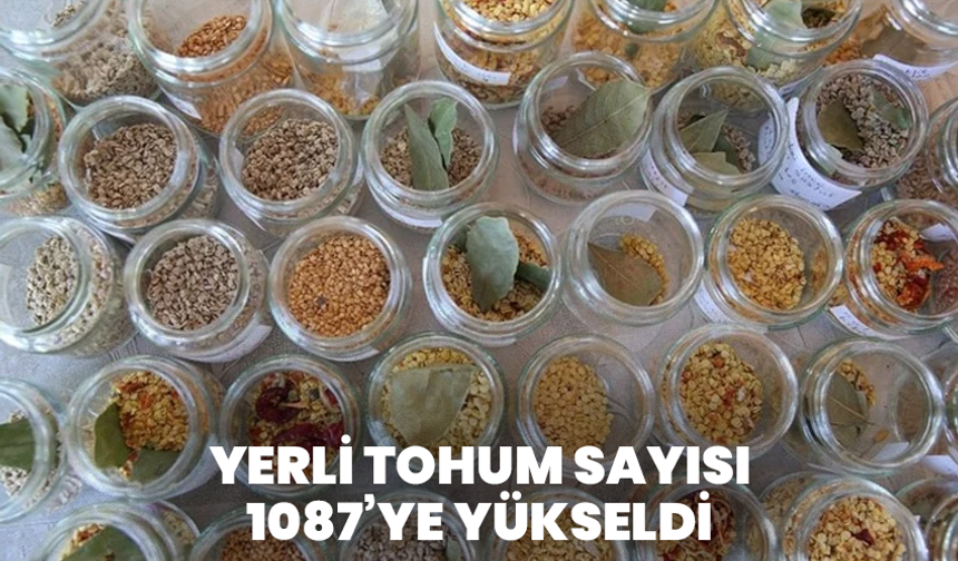 Yerli tohum sayısı 1087’ye yükseldi
