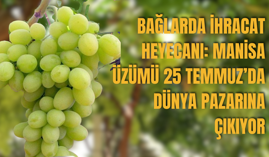 Bağlarda İhracat Heyecanı: Manisa Üzümü 25 Temmuz’da Dünya Pazarına Çıkıyor
