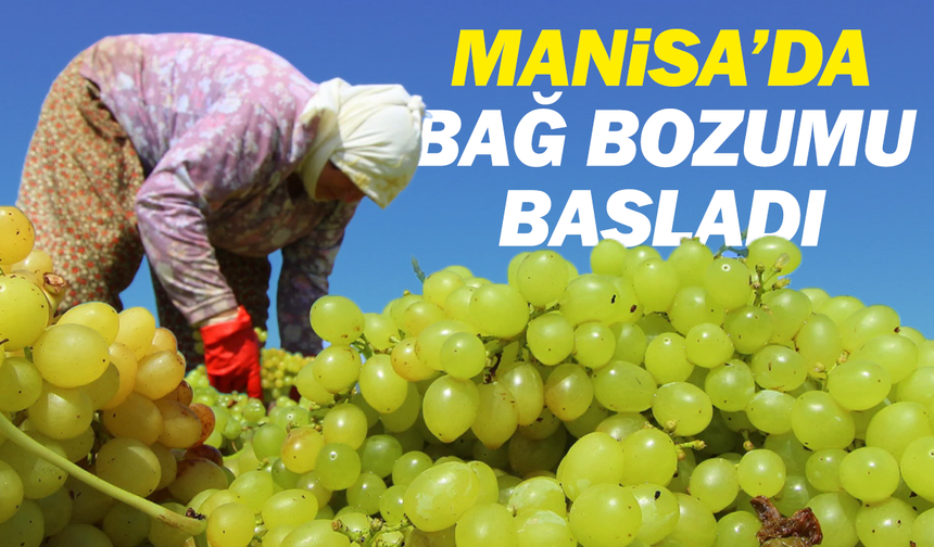 Manisa’da bağ bozumu başladı