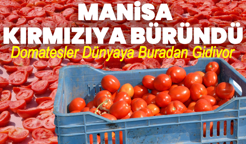 Manisa Kırmızıya Büründü! Domatesler Dünyaya Buradan Gidiyor
