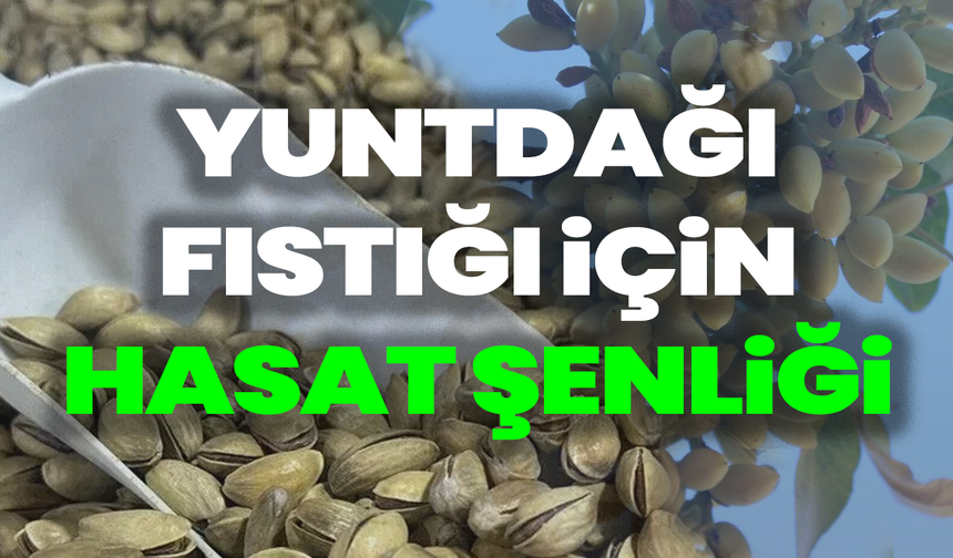 Yuntdağı Fıstığı Hasat Şenliği Akçaköy’de Düzenlenecek